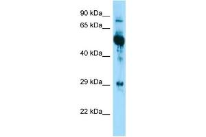 Image no. 1 for anti-Keratin 6A (KRT6A) (Middle Region) antibody (ABIN2789833)