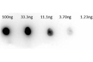Image no. 2 for anti-Carbonic Anhydrase II (CA2) antibody (HRP) (ABIN5596909)