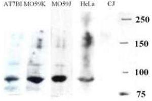 Image no. 1 for anti-DNA Cross-Link Repair 1C (DCLRE1C) (AA 482-495) antibody (ABIN129558)
