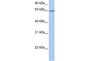 Image no. 1 for anti-Protocadherin alpha 4 (PCDHA4) (N-Term) antibody (ABIN2783722)