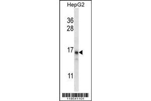 Image no. 1 for anti-DET1 and DDB1 Associated 1 (DDA1) (AA 11-40) antibody (ABIN658015)