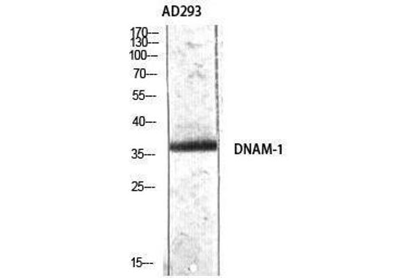 CD226 Antikörper  (Tyr570)
