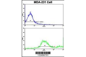 Image no. 3 for anti-Adrenergic, alpha-2B-, Receptor (ADRA2B) (AA 343-369) antibody (ABIN5532815)