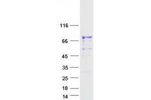 Image no. 1 for Peptidoglycan Recognition Protein 2 (PGLYRP2) protein (Myc-DYKDDDDK Tag) (ABIN2728787)