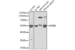 Image no. 6 for anti-Arrestin, beta 1 (ARRB1) antibody (ABIN3021265)