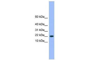 Image no. 1 for anti-NTF2-Related Export Protein 1 (NXT1) (N-Term) antibody (ABIN928749)