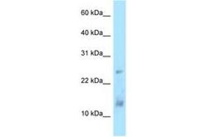 Image no. 1 for anti-Dynein, Light Chain, LC8-Type 1 (DYNLL1) (AA 33-82) antibody (ABIN6748044)