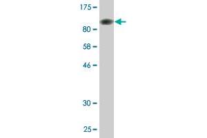Image no. 2 for anti-Splicing Factor 3b, Subunit 2, 145kDa (SF3B2) (AA 1-636) antibody (ABIN524388)