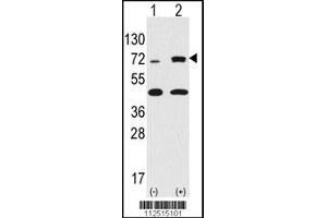 Image no. 1 for anti-Ribosomal Protein S6 Kinase, 90kDa, Polypeptide 3 (RPS6KA3) (AA 13-42), (N-Term) antibody (ABIN392457)