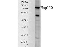 Image no. 2 for anti-Heat Shock 70kDa Protein 4 (HSPA4) antibody (PE) (ABIN2481919)