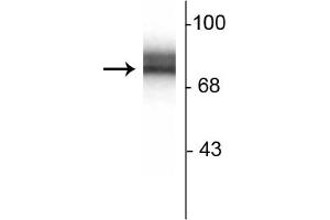 Image no. 2 for anti-Synapsin I (SYN1) antibody (ABIN361409)