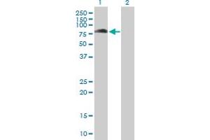 Western Blot analysis of KBTBD7 expression in transfected 293T cell line by KBTBD7 MaxPab polyclonal antibody.