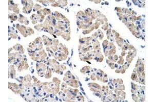 Image no. 1 for anti-T-Cell Leukemia Homeobox 2 (TLX2) (C-Term) antibody (ABIN202158)