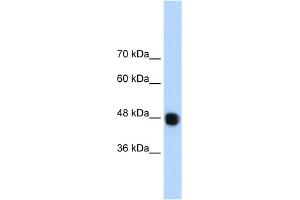 Image no. 1 for anti-DAZ Associated Protein 1 (DAZAP1) (C-Term) antibody (ABIN2779145)