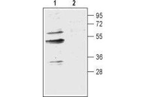 Western blot analysis of mouse brain membranes: - 1.
