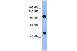 Image no. 1 for anti-Proteasome (Prosome, Macropain) 26S Subunit, Non-ATPase, 1 (PSMD1) (N-Term) antibody (ABIN2786724)