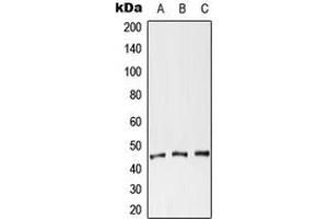 Image no. 2 for anti-Coxsackie Virus and Adenovirus Receptor (CXADR) (N-Term) antibody (ABIN2707461)