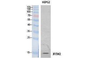Image no. 1 for anti-Interferon Induced Transmembrane Protein 2 (IFITM2) (Internal Region) antibody (ABIN3187997)