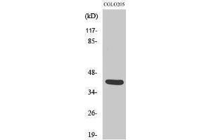 Image no. 1 for anti-Vasohibin 1 (VASH1) (Internal Region) antibody (ABIN3187448)