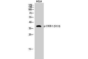 Image no. 1 for anti-cAMP Responsive Element Binding Protein 1 (CREB1) (pSer133) antibody (ABIN3181974)