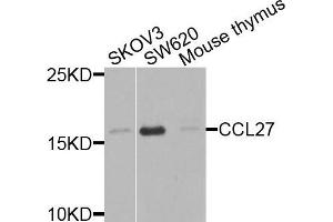 Image no. 1 for anti-Chemokine (C-C Motif) Ligand 27 (CCL27) antibody (ABIN4903159)