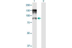 Image no. 1 for anti-Nuclear Cap Binding Protein Subunit 1, 80kDa (NCBP1) (AA 1-790) antibody (ABIN518206)