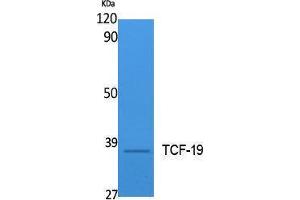 Image no. 1 for anti-Transcription Factor 19 (TCF19) (Internal Region) antibody (ABIN3187639)