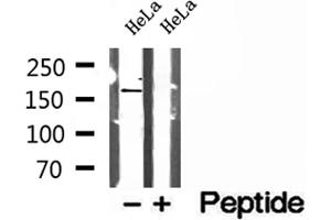 Image no. 3 for anti-Protein Tyrosine Phosphatase, Non Receptor Type 23 (PTPN23) (C-Term) antibody (ABIN6264519)