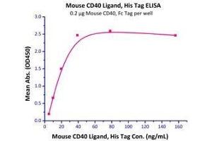 Image no. 1 for CD40 Ligand (CD40LG) (AA 115-260) (Active) protein (His tag) (ABIN4949165)