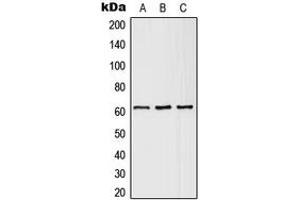 Image no. 2 for anti-Solute Carrier Family 43, Member 1 (SLC43A1) (Center) antibody (ABIN2707059)