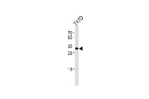 Image no. 1 for anti-Inhibitor of Growth Family, Member 4 (ING4) (AA 162-195), (C-Term) antibody (ABIN1944775)