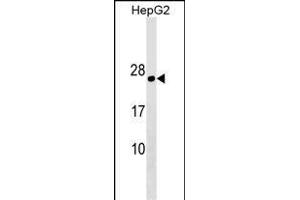 PLLP Antibody (N-term) (ABIN1538855 and ABIN2849782) western blot analysis in HepG2 cell line lysates (35 μg/lane).
