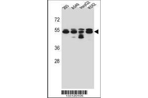 Image no. 1 for anti-Tubulin, beta 8 (TUBB8) (AA 34-62), (N-Term) antibody (ABIN657172)