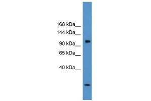 anti-Chloride Channel 1, Skeletal Muscle (CLCN1) (C-Term) antibody