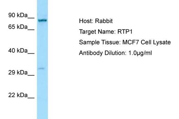 anti-Receptor (Chemosensory) Transporter Protein 1 (RTP1) (C-Term) antibody