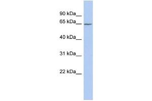 anti-Solute Carrier Family 25 (Mitochondrial Carrier, Aralar), Member 12 (Slc25a12) (Middle Region) antibody