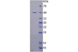 Image no. 1 for Indoleamine 2,3-Dioxygenase (IDO) protein (ABIN3009927)