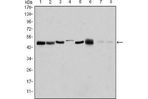 Image no. 1 for anti-Aurora Kinase A (AURKA) antibody (ABIN968972)