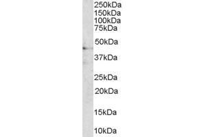 Image no. 1 for anti-AT-Hook Transcription Factor (AKNA) (C-Term) antibody (ABIN2790351)