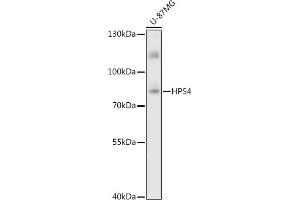 HPS4 antibody  (AA 550-650)