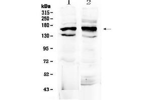 Image no. 1 for anti-Formin 1 (FMN1) (AA 1195-1419) antibody (ABIN5518914)
