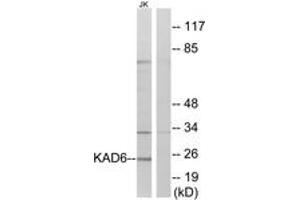 Image no. 1 for anti-RNA Polymerase II TBP-Associated Factor Subunit G (TAF9) (AA 11-60) antibody (ABIN2889825)