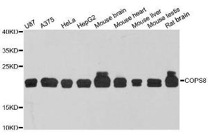 Image no. 1 for anti-COP9 Signalosome Subunit 8 (COPS8) antibody (ABIN6138889)