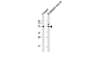 Image no. 5 for anti-Pyruvate Dehydrogenase Kinase, Isozyme 4 (PDK4) (AA 382-410), (C-Term) antibody (ABIN391039)
