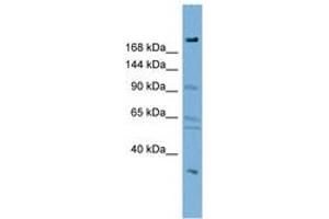 Image no. 1 for anti-DIP2 Disco-Interacting Protein 2 Homolog A (DIP2A) (AA 287-336) antibody (ABIN6742067)