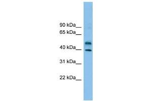 anti-Zinc Finger Protein 784 (ZNF784) (Middle Region) antibody
