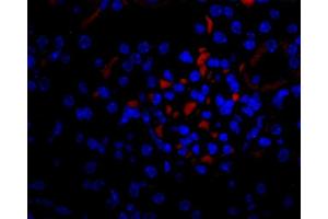 Image no. 1 for anti-Vascular Endothelial Growth Factor (VEGF) antibody (Biotin) (ABIN2477086)