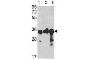 Image no. 8 for anti-Glyceraldehyde-3-Phosphate Dehydrogenase (GAPDH) (AA 62-91) antibody (ABIN3029800)