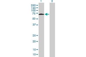 Western Blot analysis of SH2D3A expression in transfected 293T cell line by SH2D3A MaxPab polyclonal antibody.
