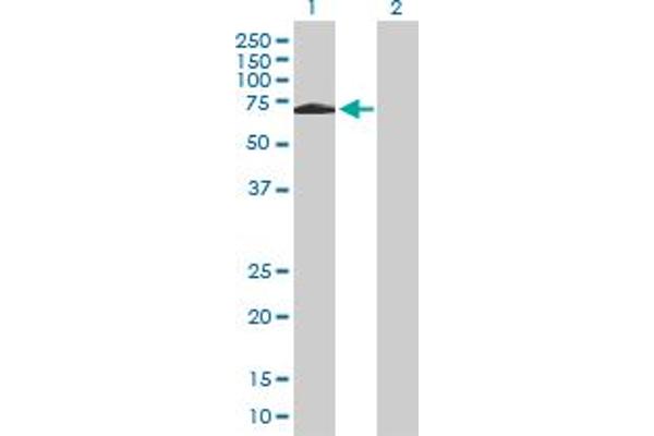 SH2D3A antibody  (AA 1-576)